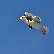 Western Gull