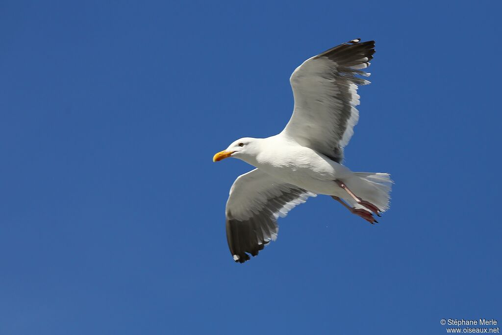 Western Gull