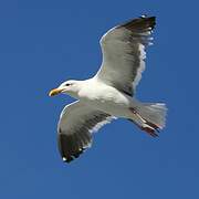 Western Gull