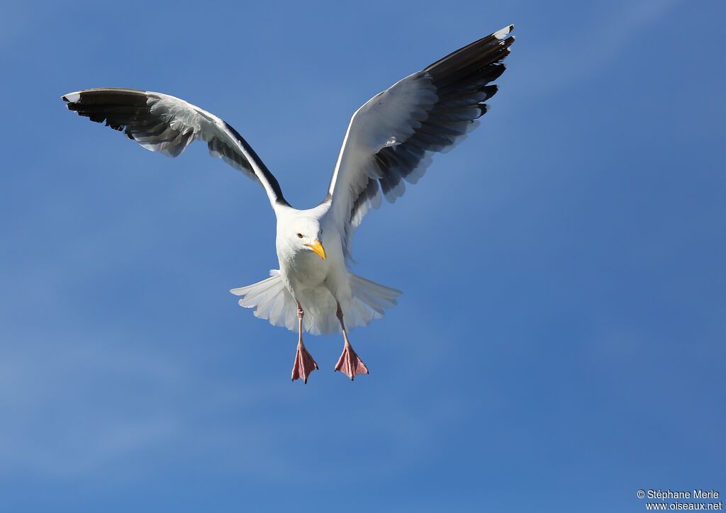 Western Gull