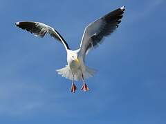 Western Gull