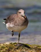 Sooty Gull