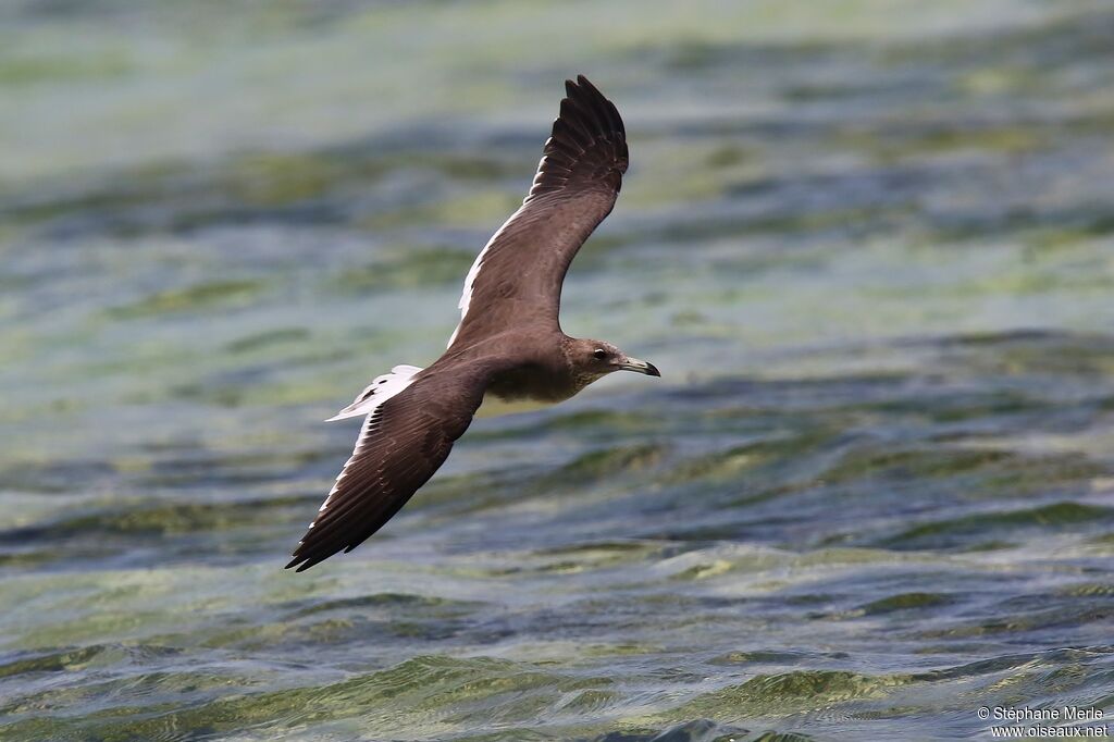 Sooty Gull