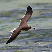 Sooty Gull