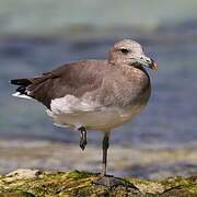 Sooty Gull