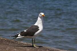 Kelp Gull