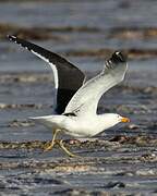 Kelp Gull