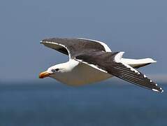 Kelp Gull