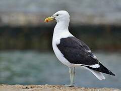 Kelp Gull