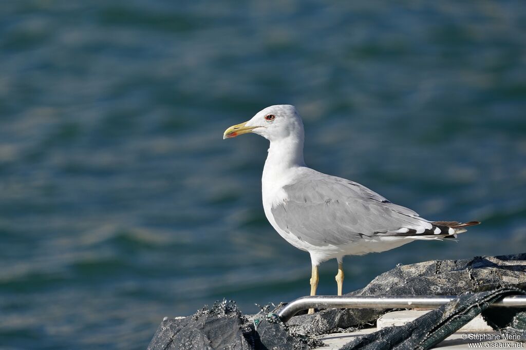 Yellow-legged Gulladult