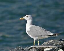 Yellow-legged Gull