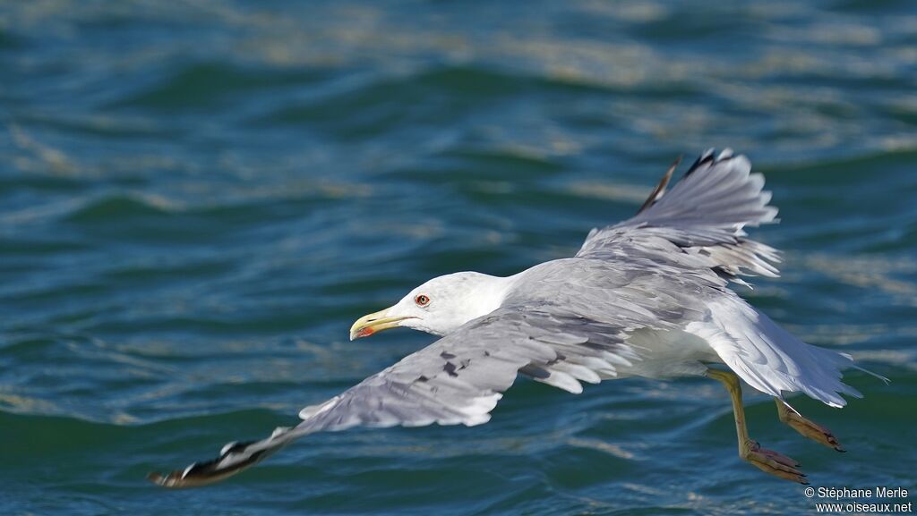 Yellow-legged Gulladult