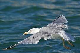 Yellow-legged Gull