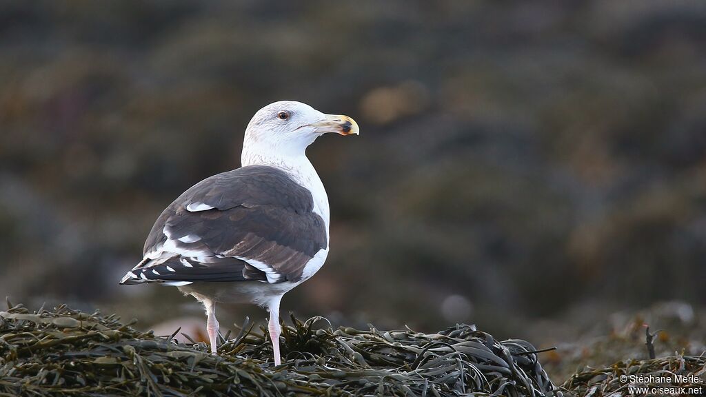 Goéland marinimmature