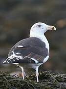 Great Black-backed Gull