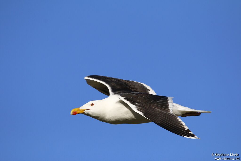 Great Black-backed Gulladult