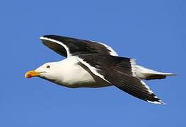 Great Black-backed Gull