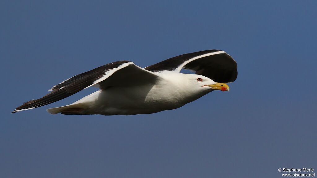 Great Black-backed Gulladult