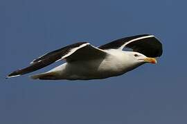 Great Black-backed Gull