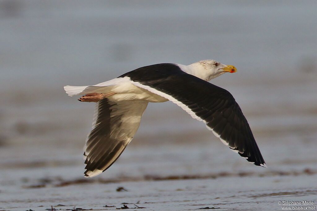 Great Black-backed Gull