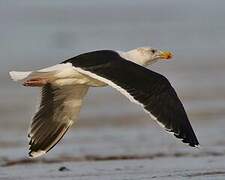 Great Black-backed Gull