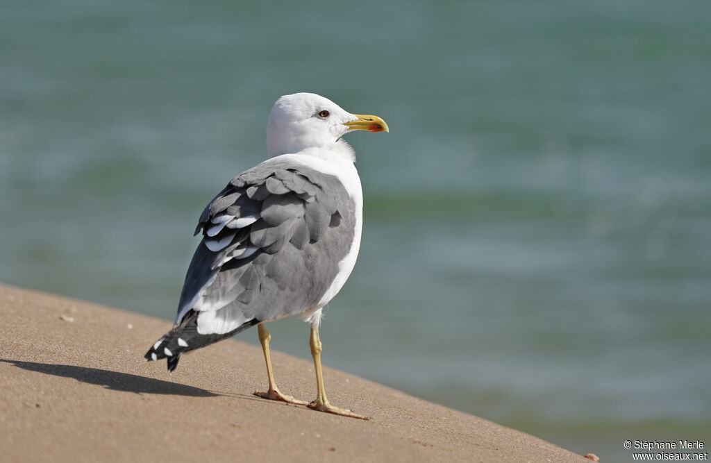 Caspian Gulladult