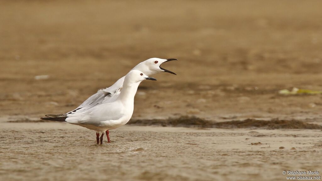 Slender-billed Gulladult