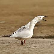 Slender-billed Gull