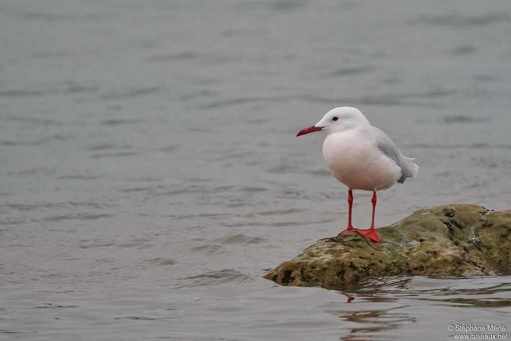 Slender-billed Gulladult