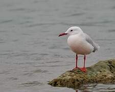 Slender-billed Gull