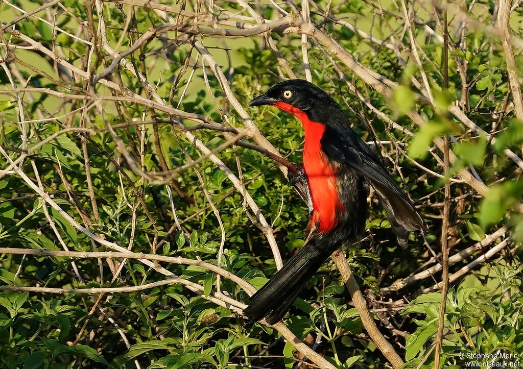 Black-headed Gonolekadult