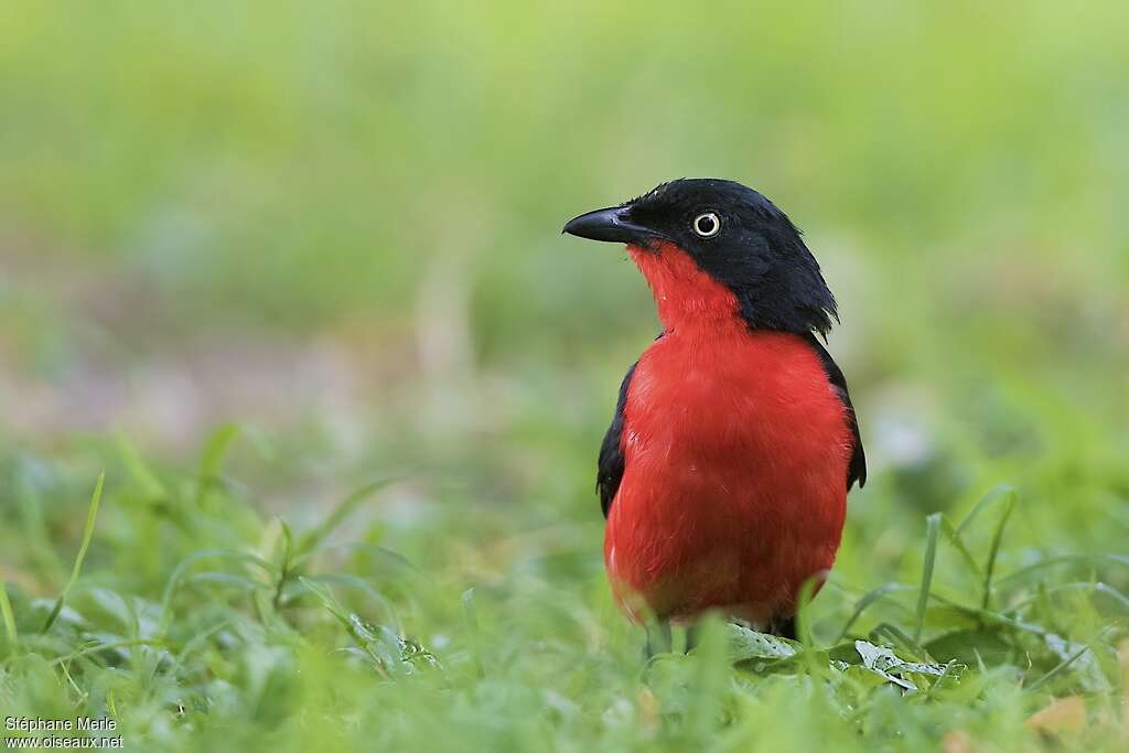 Black-headed Gonolekadult, close-up portrait