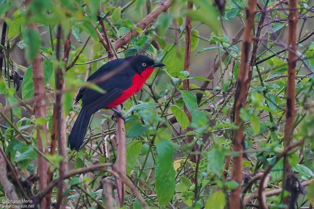 Black-headed Gonolekadult, habitat, pigmentation