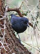 Slate-colored Boubou