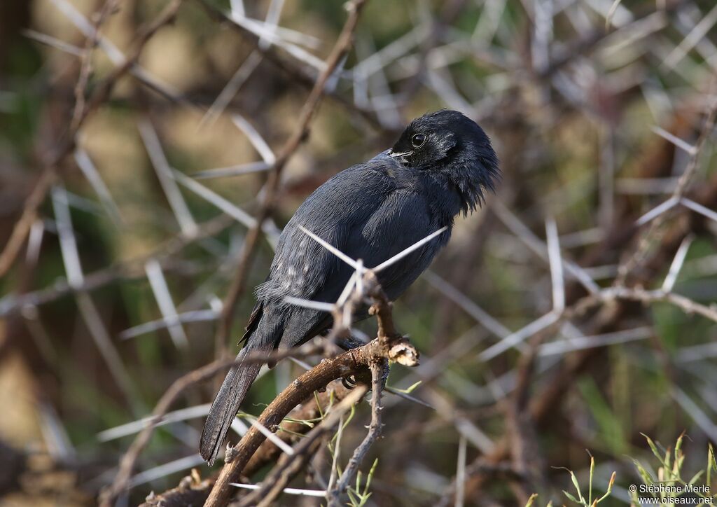 Slate-colored Boubou