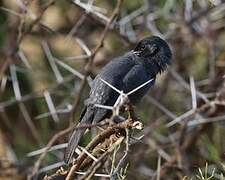 Slate-colored Boubou