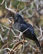 Slate-colored Boubou