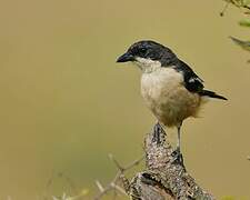 Southern Boubou