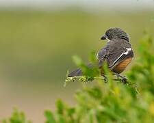 Southern Boubou