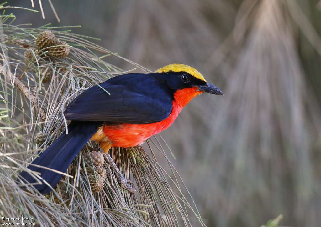 Yellow-crowned Gonolekadult, Behaviour