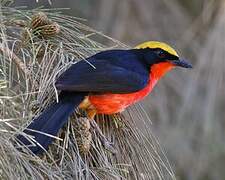 Yellow-crowned Gonolek