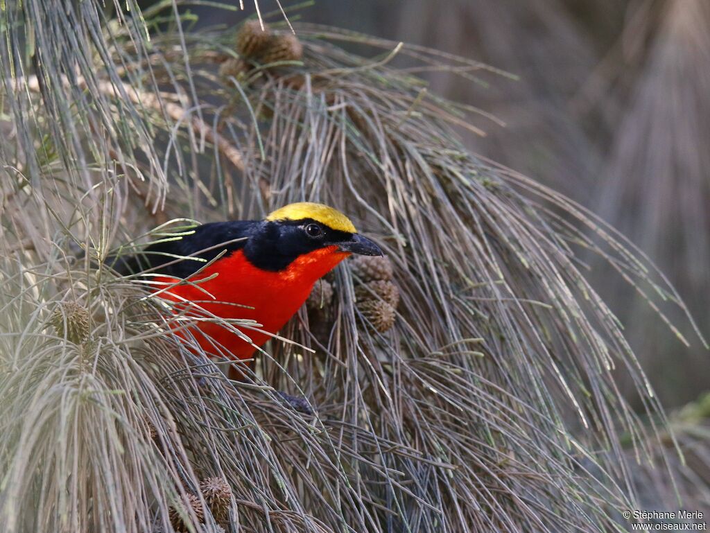 Yellow-crowned Gonolekadult