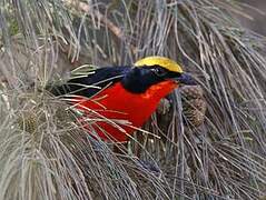 Yellow-crowned Gonolek