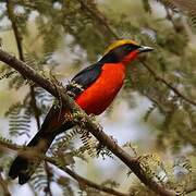 Yellow-crowned Gonolek