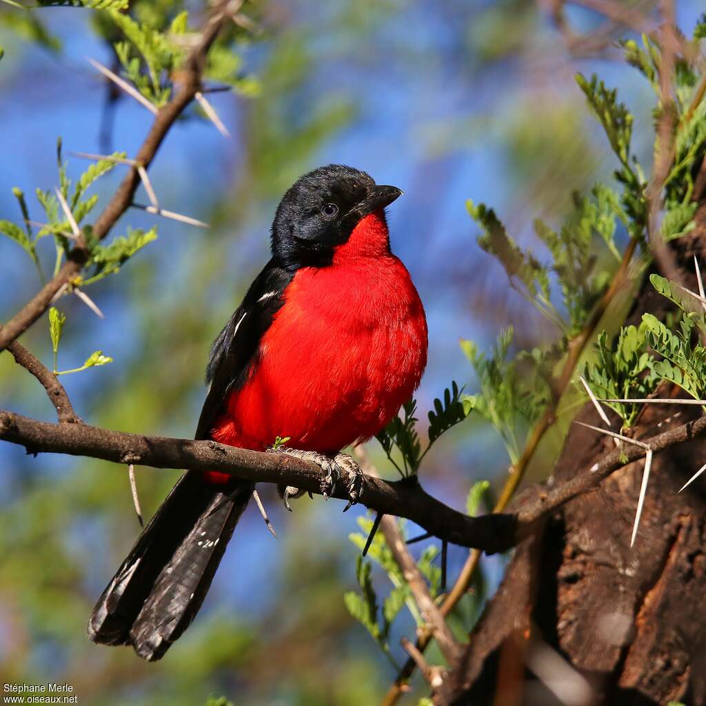 Crimson-breasted Shrikeadult, pigmentation