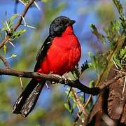 Gonolek rouge et noir