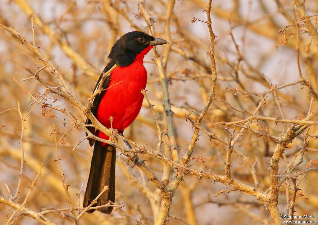 Gonolek rouge et noir