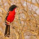 Gonolek rouge et noir
