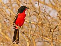 Gonolek rouge et noir