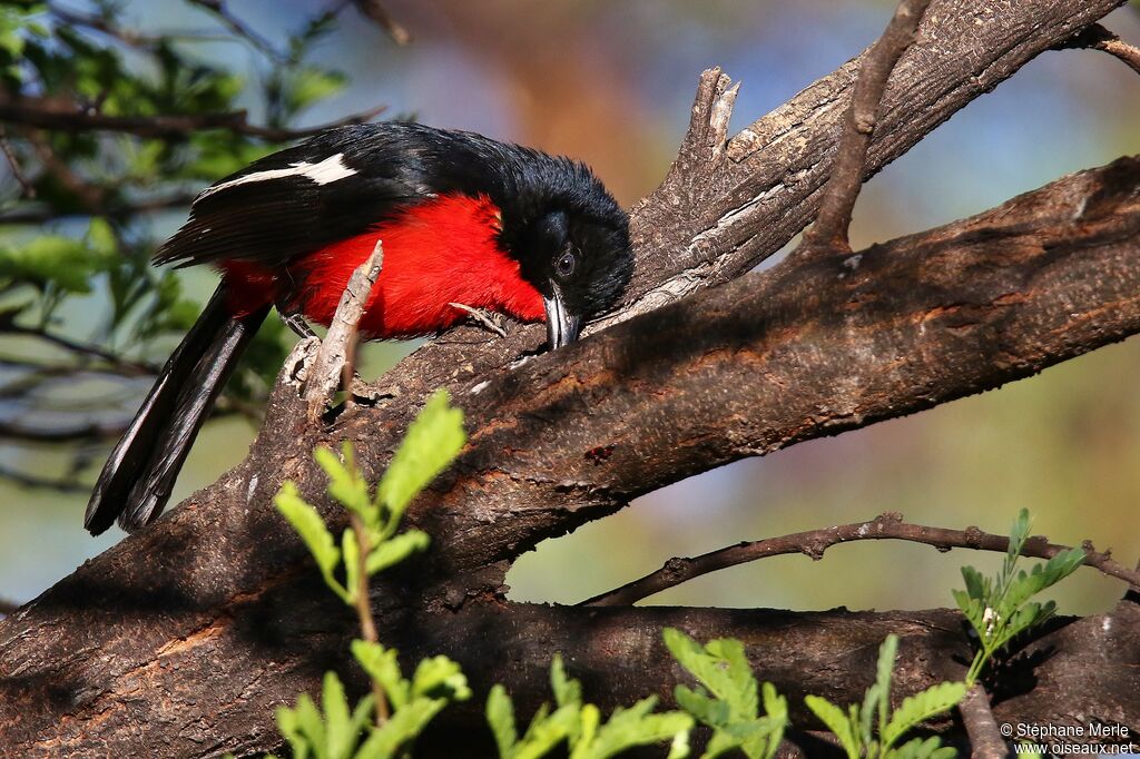 Crimson-breasted Shrikeadult